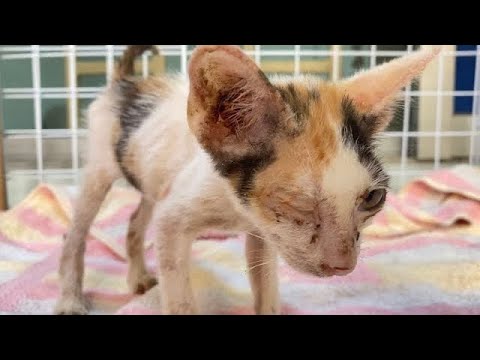 The Story 20 Days Old Kitten Rescue: Before and After- Whole Story