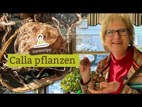 When the tubers sprout: Planting calla lilies