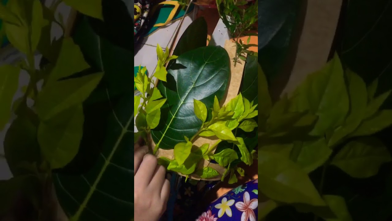 Praparing my mother nature costume. #shorts #nature #costume