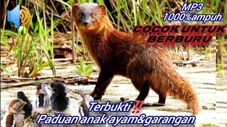 Download lagu SUARA ANAK AYAM paduan dgn suara GARANGAN ..full durasi mp3 mp3 Download lagu SUARA ANAK AYAM paduan dgn suara GARANGAN ..full durasi mp3 mp3