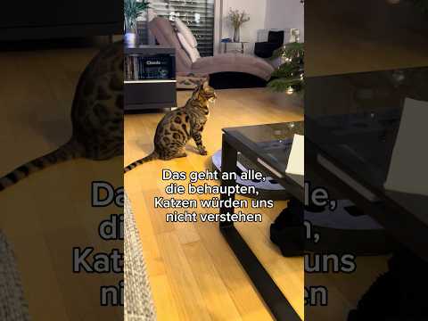 This is for everyone who claims cats don't understand us #cats #cat #catvideos