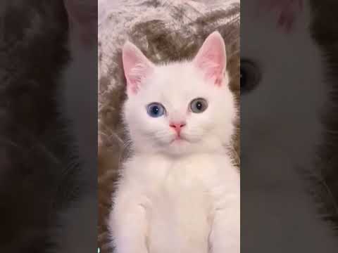 Animals fun unlimited 😀😉🤣 very funny reactions and moments #funny #entertainment #animals