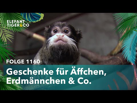 Späte Bescherung im Zoo Leipzig (Folge 1160) | Elefant, Tiger & Co. | MDR
