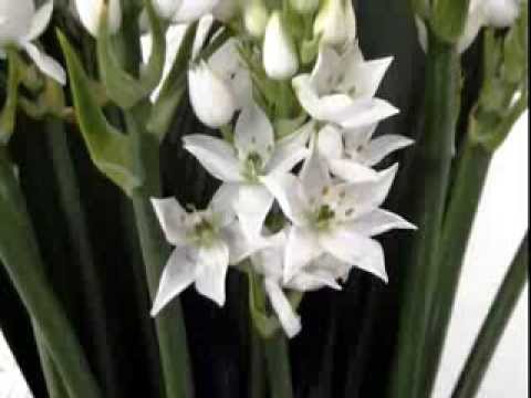 download lagu mp3 mp4 Ornithogalum Arabicum, download lagu Ornithogalum Arabicum gratis, unduh video klip Ornithogalum Arabicum