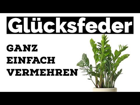 Propagating lucky bamboo easily