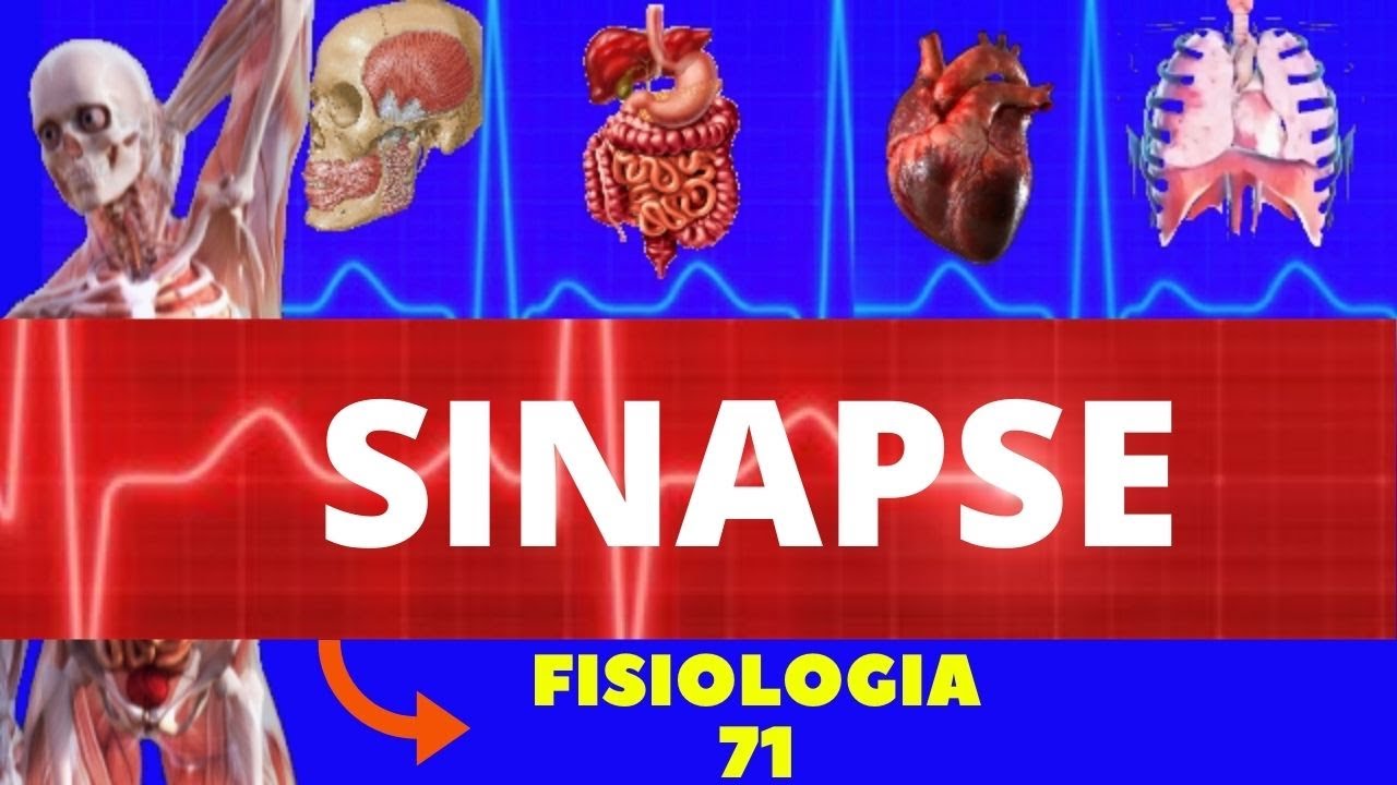 SINAPSE QUÍMICA E ELÉTRICA (ESTRUTURA, TIPOS E FUNÇÃO) - NEUROFISIOLOGIA - SISTEMA NERVOSO