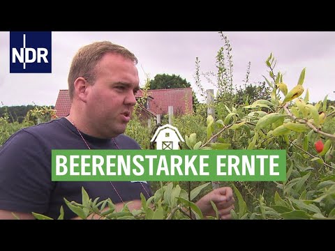 Leckere Heidelbeeren aus Niedersachsen | Die Nordreportage | NDR