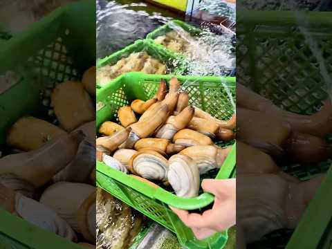 【引き上げた瞬間、全員大暴れ🤣みる貝の水吹きショーがすごすぎた！】#clams