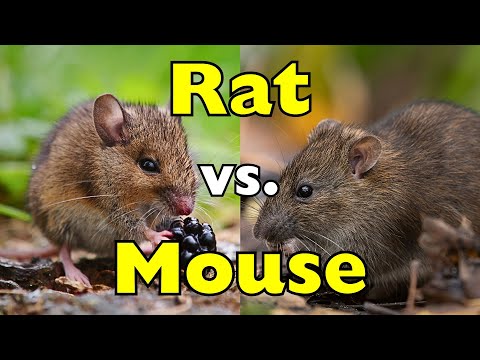 Mouse vs Rat: They Look Similar, But One Is WAY Smarter [ID0823]
