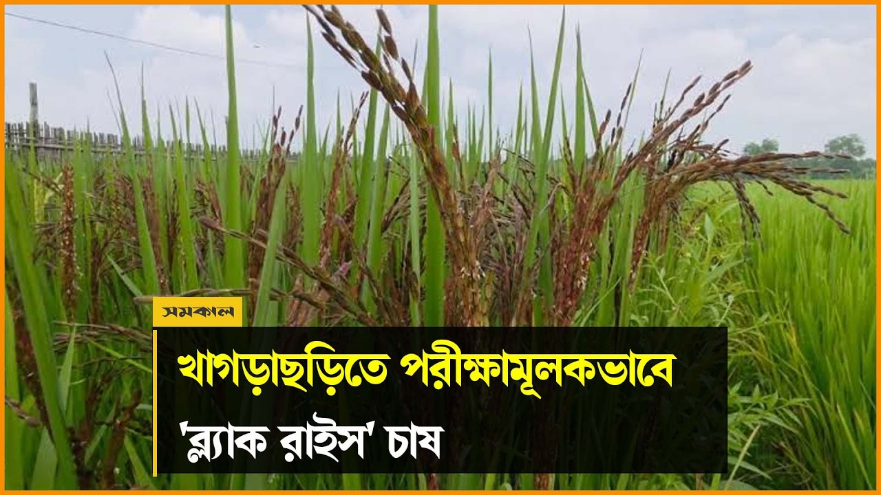 খাগড়াছড়ি পানছড়ি উপজেলাতে পরীক্ষামূলকভাবে 'ব্ল্যাক রাইস' চাষ খাগড়াছড়ি পানছড়ি উপজেলাতে পরীক্ষামূলকভাবে 'ব্ল্যাক রাইস' চাষ