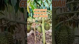 Download lagu Cara Okulasi Durian Agar Cepat Berbuah mp3