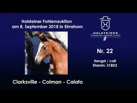 Holsteiner Fohlenauktion | Nr. 22 v. Clarksville - Colman