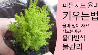 율마키우기 | 율마 시드는이유 | 율마번식 꺽꽂이 | 율마잎마름