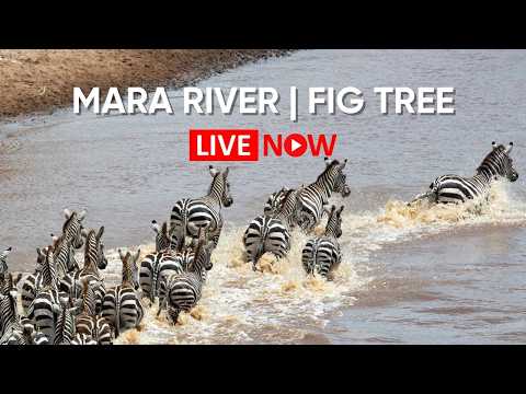 Flamingos at Kamfers Dam live cam