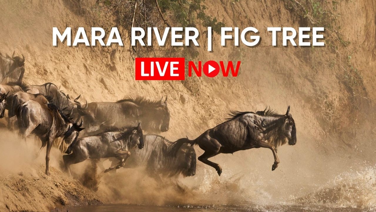 Mara River LIVE: Fig Tree Crossing Wildebeest Migration Cam