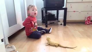 Baby Plays With Bearded Dragon - So Cute!