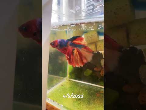 Saigon’s betta fish VLOG 04/05/2023 #betta #bettafish #fish #bettas #aquariumfish #aquarium