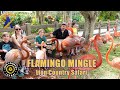 Flamingo Mingle At Lion Country Safari