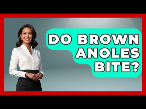 Do Anoles Bite