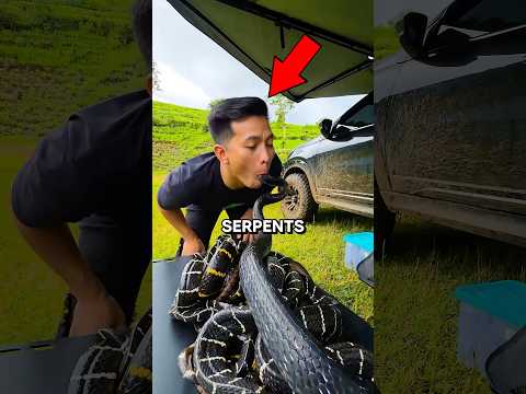 Une méthode surprenante pour attraper un cobra royal ! 😱🐍