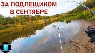 Подлещик на фидер в сентябре