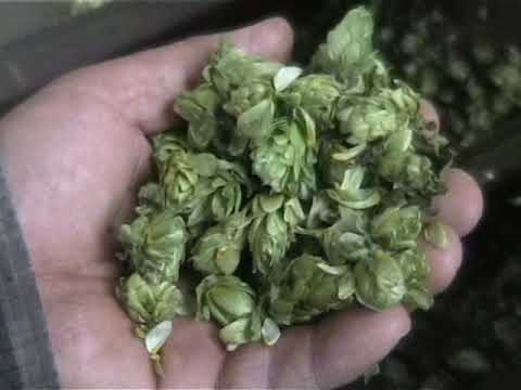 Sušení a lisování chmele