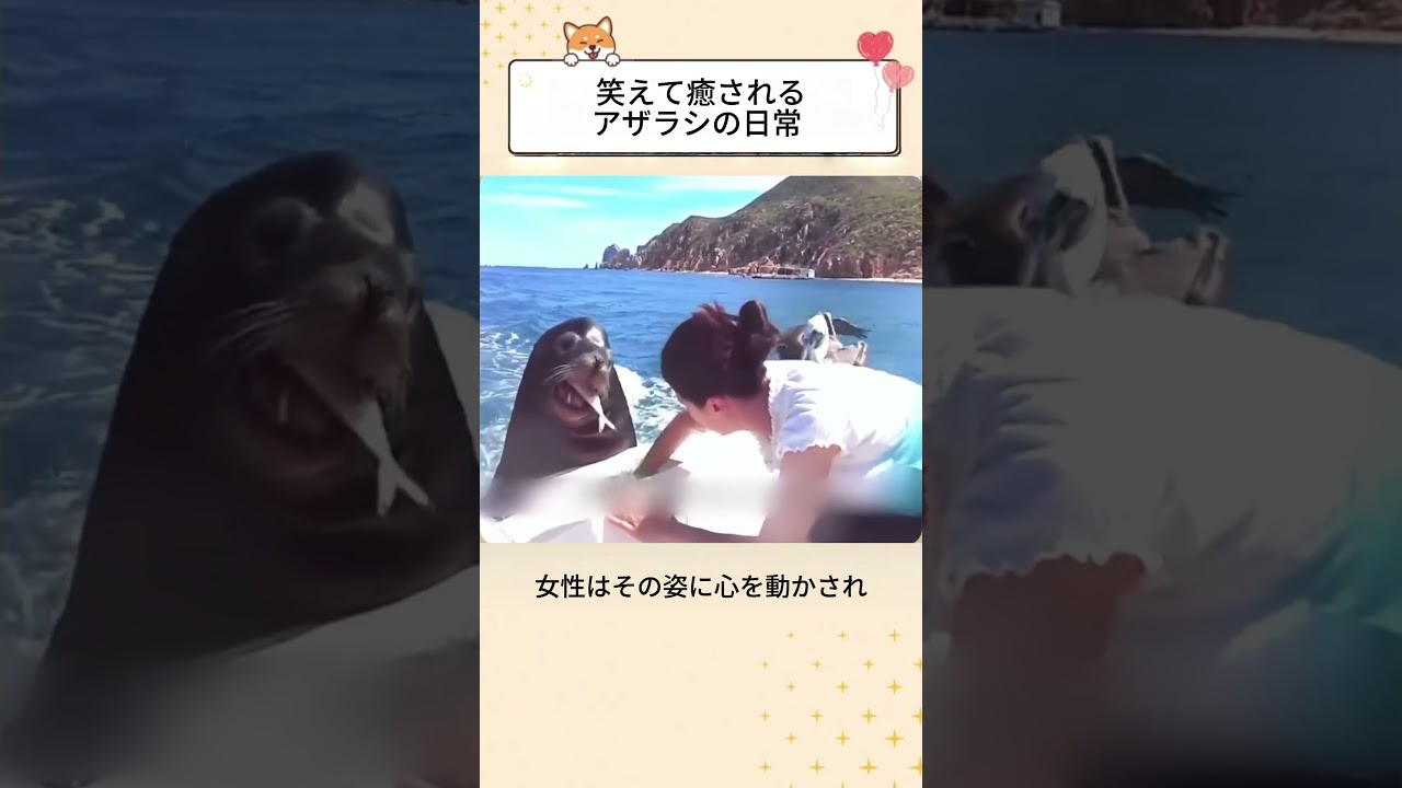 笑えて癒されるアザラシの日常 #感動する話