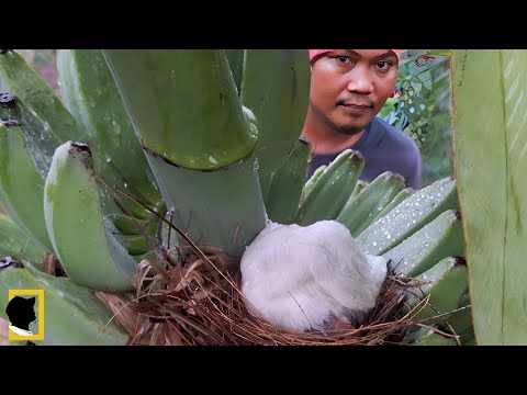 A CLOSE LOOK AT WILD BIRDS IN THE RAIN |  WHITE BULBULA