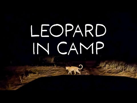 Hungry leopard in our campsite (Rooiputs Ep4)