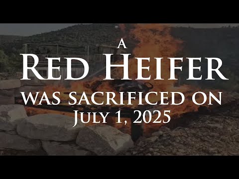 A Red Heifer was sacrificed in Israel on July 1, 2025