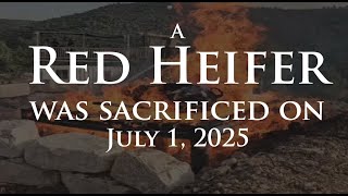 A Red Heifer was sacrificed in Israel on July 1, 2025