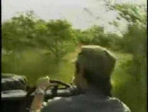 Clip about Injured Nkuhuma Lioness - Djuma AM 01/20/08