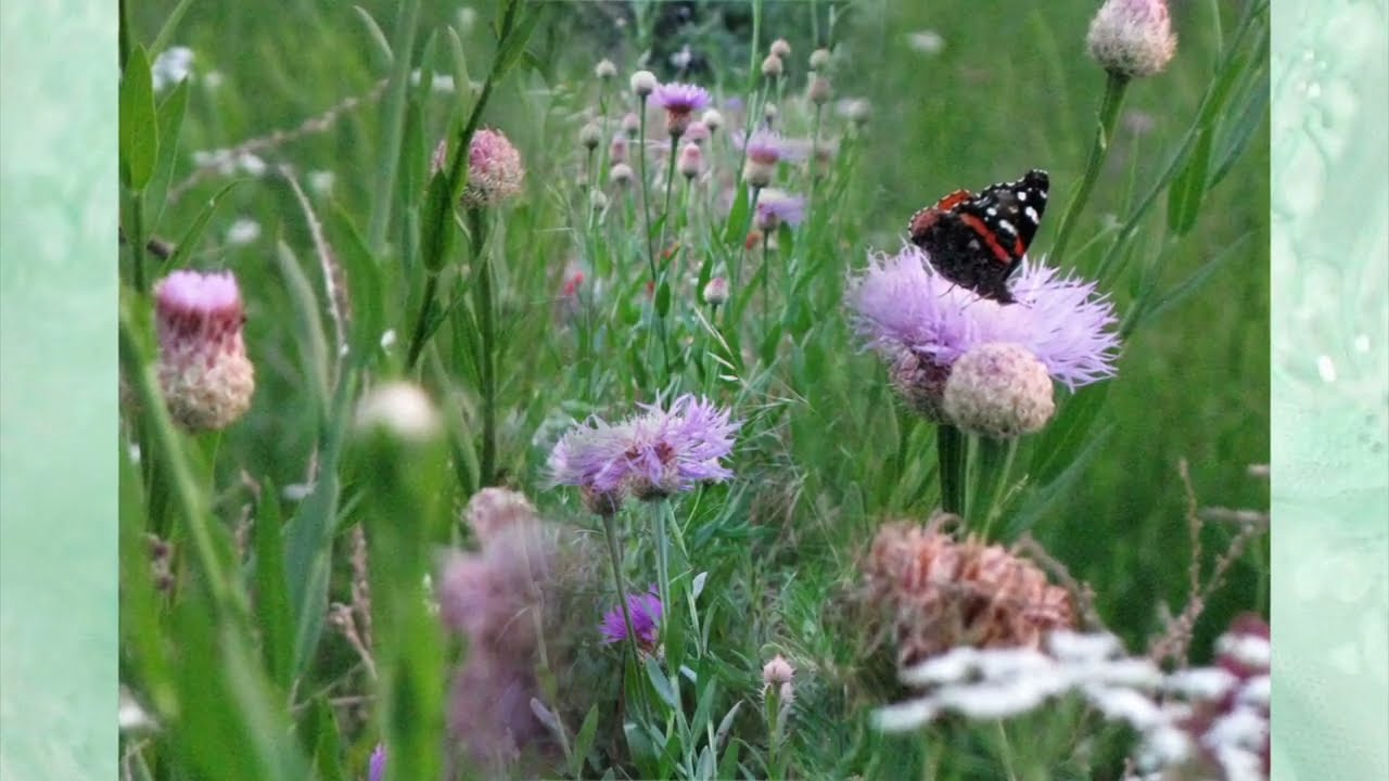 Promotional video thumbnail 9 for Sounds of Laura: Great Piano Music