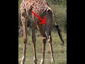 Giraffe Pooping Giraffe Poop