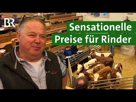 Sensationelle Preise für Kälber und Jungbullen bei Versteigerung | Rinder Auktion | Unser Land | BR