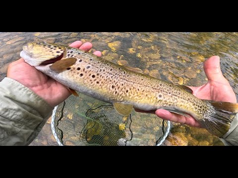 ESTIAJE, CAPTURAS INTERESANTES, CÁMARA REBELDE Y MUCHO CALOR