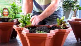preview picture of video 'How to plant up a vertical garden'