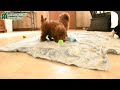 Toy Poodle dogs for sale: Eric - Video 1