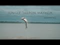 Jungle Tarpon Mayhem: Fly Fishing Costa Rica
