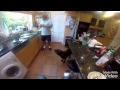 David Attenborough Impression Walking With Labradors