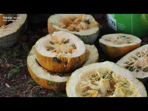 13. Bučarija v Mekotnjaku