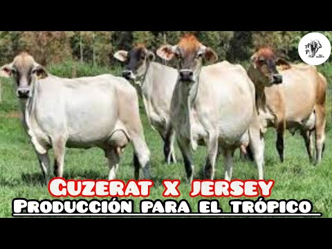 Jersey Cross: Guzerat x Jersey | Cattle for production in the tropics
