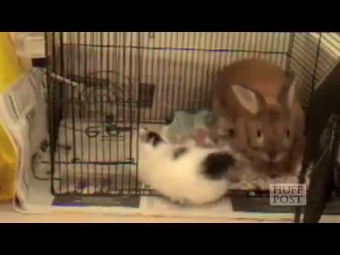 Compilatie faze tari cu pisici ce se joaca cu iepurasi