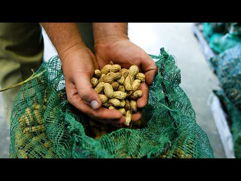 Virginia Peanuts: Growing the Best from the Ground Up