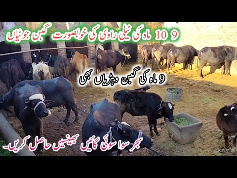 10 Month Pregnant Gabon Jotian | Nali Ravi Panj Kalyan Luddan Arifwala Ki Gabon Jotian| BTO