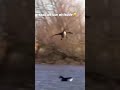 landing stall