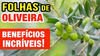 EMAGRECER, PRESSÃO,... O Poder das Folhas de Oliveira! Benefícios e Como Usar