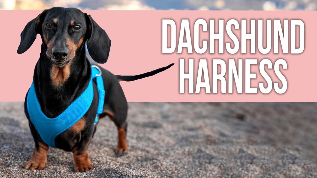 Watch video 5 Best Dachshund Harness for Safe and Comfortable Walks Now 5 Best Dachshund Harness for Safe and Comfortable Walks