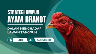 Download lagu Strategi Ampuh Ayam Brakot dalam Menghadapi Lawan Tangguh mp3