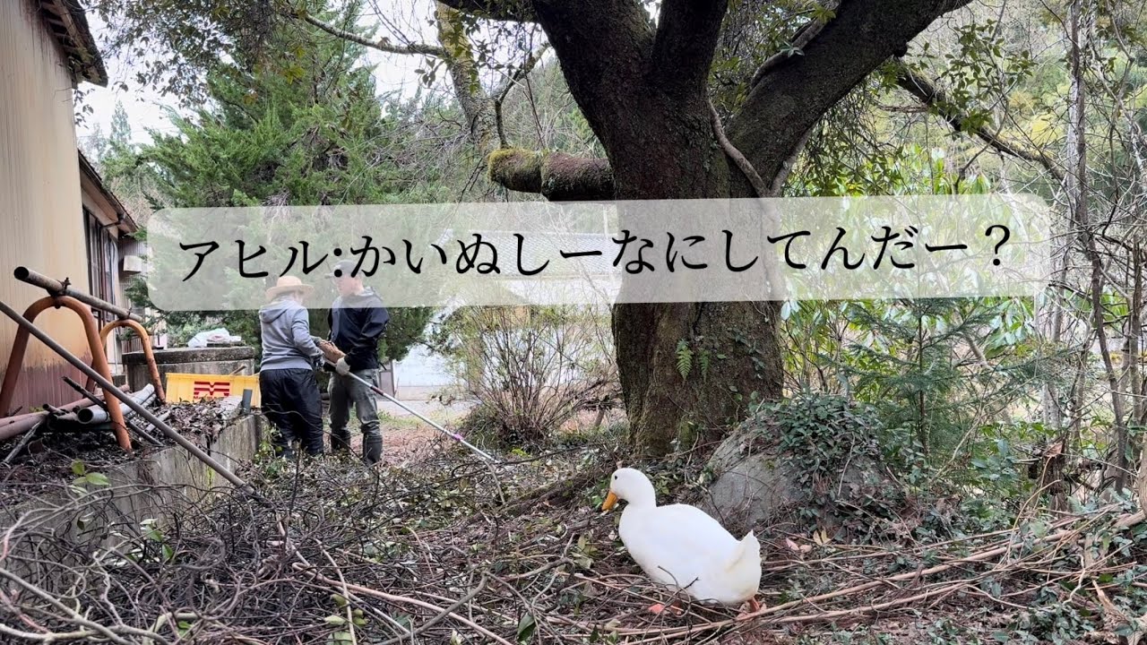 アヒルと頑張るおじさん達　2026.3.23(月)